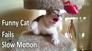 Funny Cat Fails Slow Motion