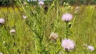 Field thistle(cirsium discolor), a valuable member of the prairie plant community