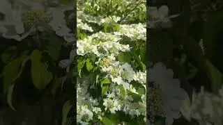 Beautiful Sunny day! 🥰 #youtube #ytshorts #viral #canada #toronto #sunny #summer