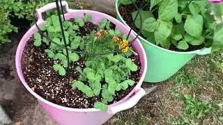 Fall 2024 Grow Bag and Container Garden Update