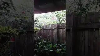 Out of Control Kuranda