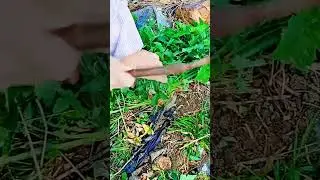 Foraging Fresh Greens from the Earth! 🌿🧺 #farmoratv #nature #foraging