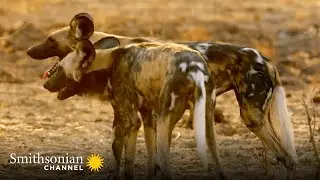 The Secret to a Wild Dog Pack&rsquo;s Devastating Kill Ratio 🐕 Tales From Zambia | Smithsonian Channel