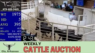 9/16/2025 - Cattle Auction - Ola Livestock Auction