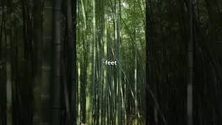 Bamboo - Nature's Fastest Growing Wonder!