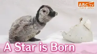 A new furry idol of the facility, after the pandas are gone