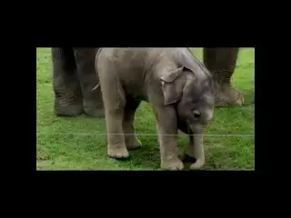 Elefantes Bebes: Los mejores y mas hermosos videos de Elefantes Bebes
