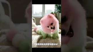 新種の三色ポメ！#ポメラニアン#犬#可愛い#cute#dog#ペット
