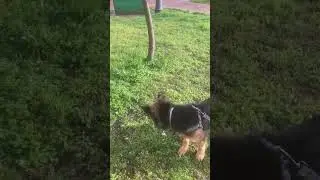 Весна требует кусать цветы и деревья #germanshepherd #garden #puppy #приколы #germanshepherd #dog