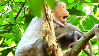 Protective Mom Jinx Stays Close as a Young Monkey Sits Near Her Baby