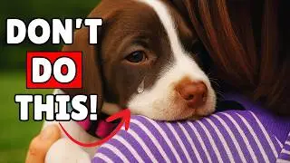 6 Things Dogs Hate That Humans Do!