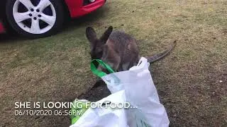 Beachcomber Camping Trip