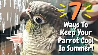 7 Ways To Keep Your Bird Cool In Summer | TheParrotTeacher