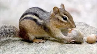 The Eastern Chipmunk - Part 3: Fall harvest