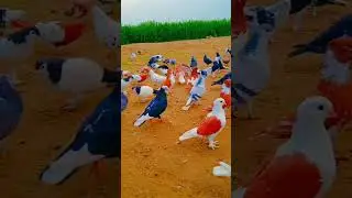 Kabootar ki video Pigeon birds Kabootar bazi #pigeon #shorts #short #youtubeshorts