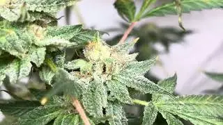 Banner Kush reversal project-week 9