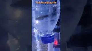 #guppy breeding #video Tetra fish #molly fish ₹loaded guppy fish #zebrafish #glow fish