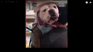 Funny Videos of Dog is Scared of Escalators #Shorts #meme