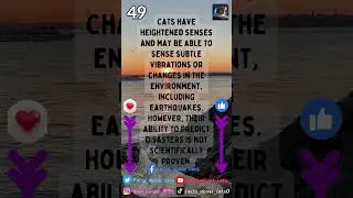 #Facts #about #cats #No #49 #short #shorts #Can #cats #sense #earthquakes #or #other #disasters ?