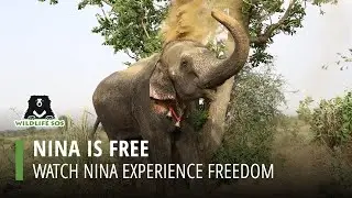 Nina arrives at the Elephant Hospital!