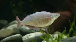 Chilatherina spec Kali Web 2022, Video from Ryan Lee, created Gerd Bartz, www.rainbowfish.de