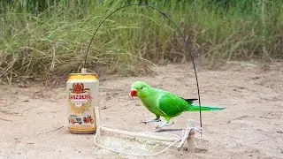 The First Creative Unique Parrot Bird Trap Using GANZBERG Bottle / Easy parrot Bird Trap