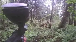 bushball