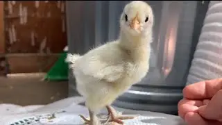 Accidental Slow Motion Catches Lemming&rsquo;s First Fly