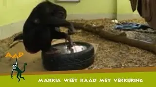 Chimpansee Marria weet wel raad met verrijking - Stichting AAP