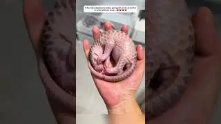 A family adopted a baby pangolin and cared for it with all their love. #animalshorts