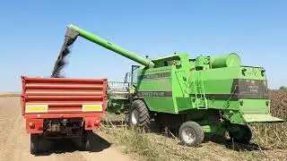 Kipovanje suncokreta | Deutz Fahr M3580+New Holland TD5.105 & Zmaj 489 |