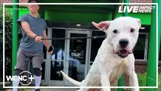 Curbing kennel stress: How a Charlotte run club is wagging tails at the animal shelter
