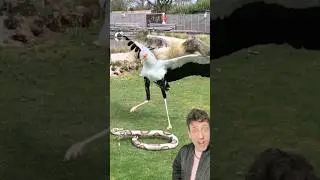 Птица-секретарь &mdash; худший кошмар змей.
