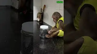The Monkey Was Happy to Discover Something New in the House #cutis #monkey #animals #cute #funny