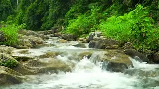 Green Forest River Sounds for Sleeping | Soothing Water & Birdsong | Nature Ambience 4K