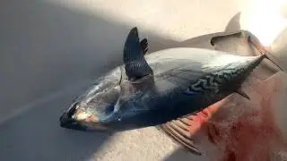 Double Threat Fishing Charters 2021 Miami
