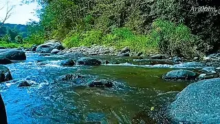 Relaxing Rocky River Flow Through Mossy Forest &ndash; Calm Stream Sounds