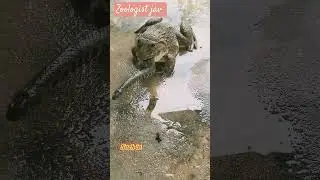 Frog Swallows Baby Snake | Unbelievable Predator Behavior in Nature #facts #animals #wildlife
