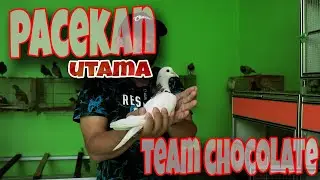 PACEKAN UTAMA TEAM CHOCOLATE / NEW RAMPOK