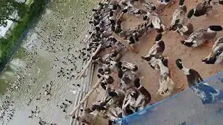 Duck farming 🦆 sales Phone number 9641533127