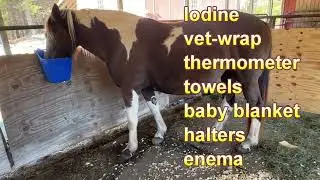 Preparing for Bluebells Foal: Pregnant Rescue horse is about to pop, bedding choice straw or shaving