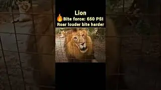 Who bites the harder? Big cat ranked by Raw power!  #BigCats  #BiteForce   #Shorts  #Viralvideo
