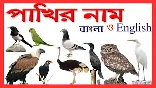 পাখির নাম বাংলা এবং ইংরেজীতে | Birds Name with Picture in Bengali and English | @Shahanazkidsschool