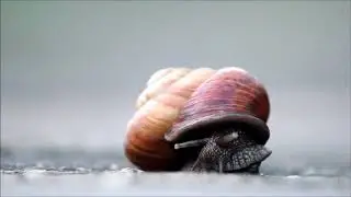 Meditative zen music video starring Arianta Arbustorum snail.