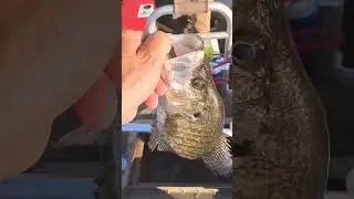 trophy crappie