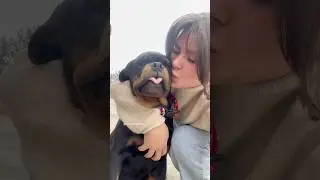 FIRE before his flight to ​⁠@RealStephenMarley  Miami USA 🇺🇸| Rottweiler Puppy #stephenmarley