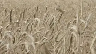 field, corn, wheat, nature, village , free videos,  royalty free