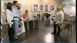 PATIO TV - Patio Budzik - Tresura zwierząt