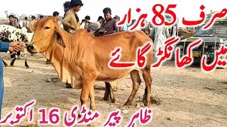 Cholistani Sahiwal Cheap Cow Price | Zahir Pir Cow Mandi || Global Village Farming