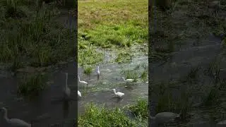 The Soothing Sounds of Nature &ndash; Bird Watching on Safari! 🐦